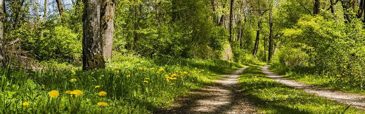 Person can get lyme disease from ticks during walking through leaves and bushes Person can get lyme disease from ticks during walking through leaves and bushes